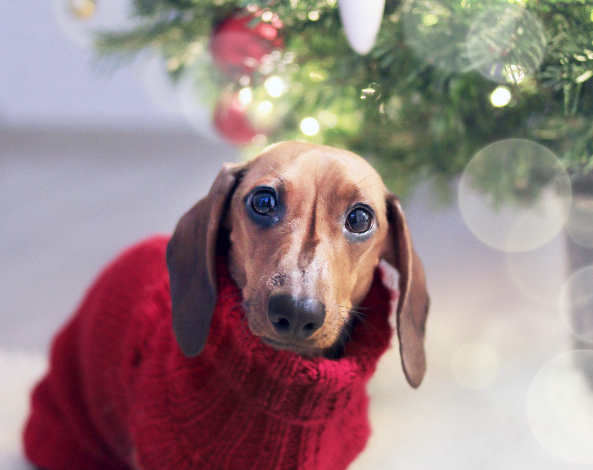 dog tree