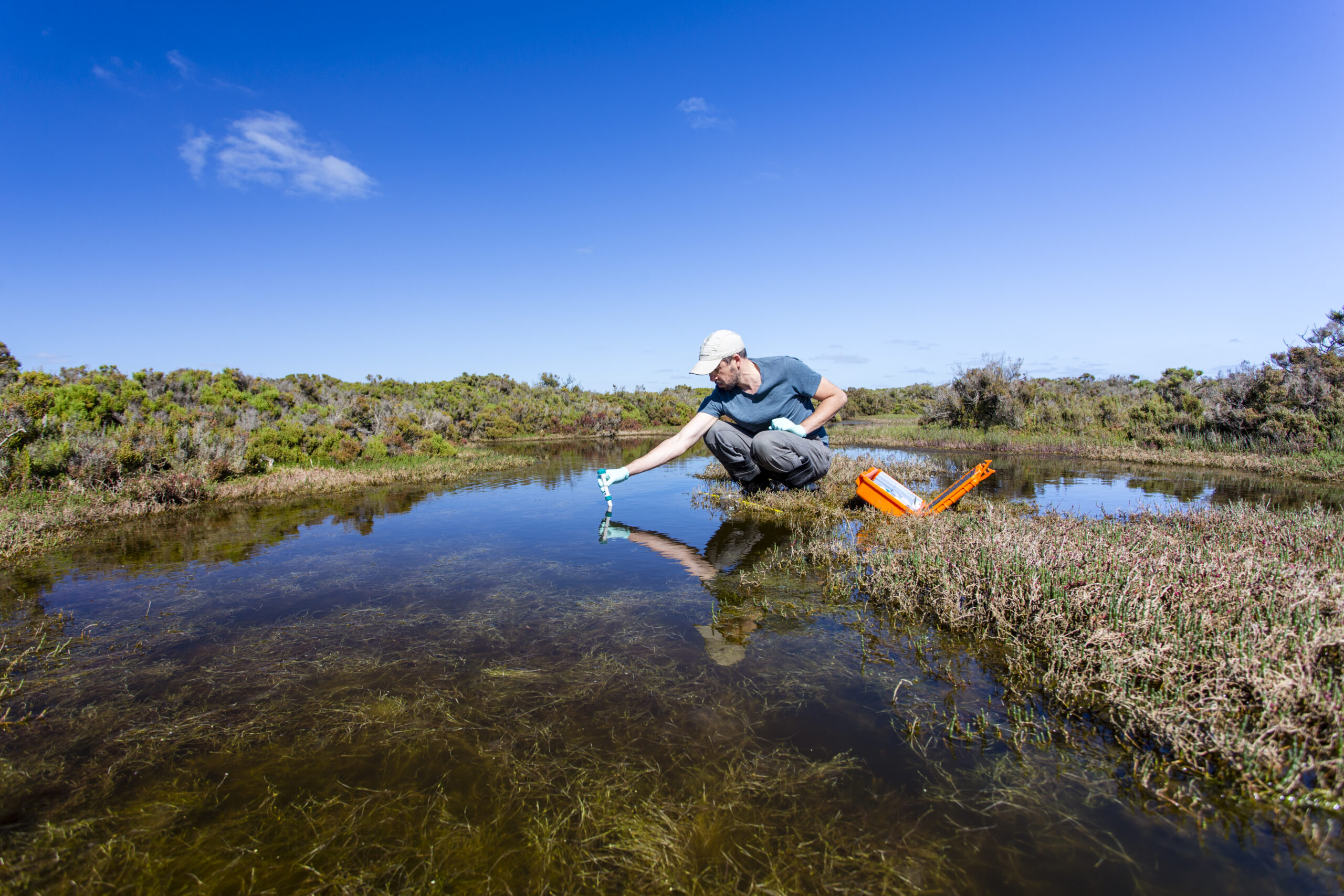 Scientist measuring environmental water quality parameters in a wetland.