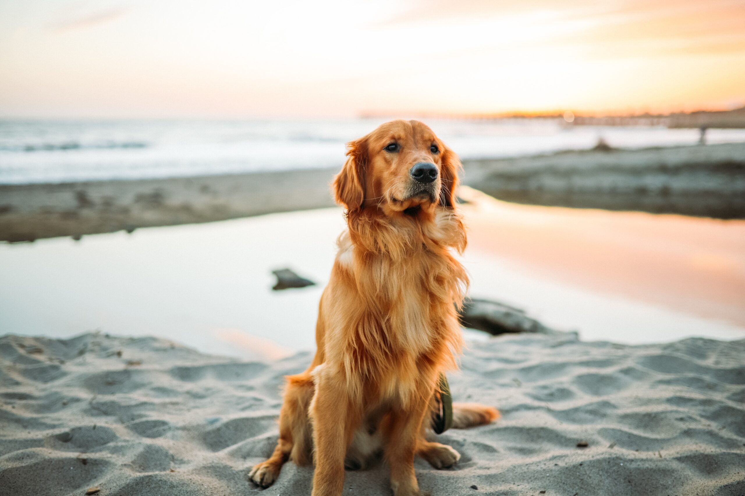 Beach Dog Golden Retriever sitting on the beach at sunrise.
