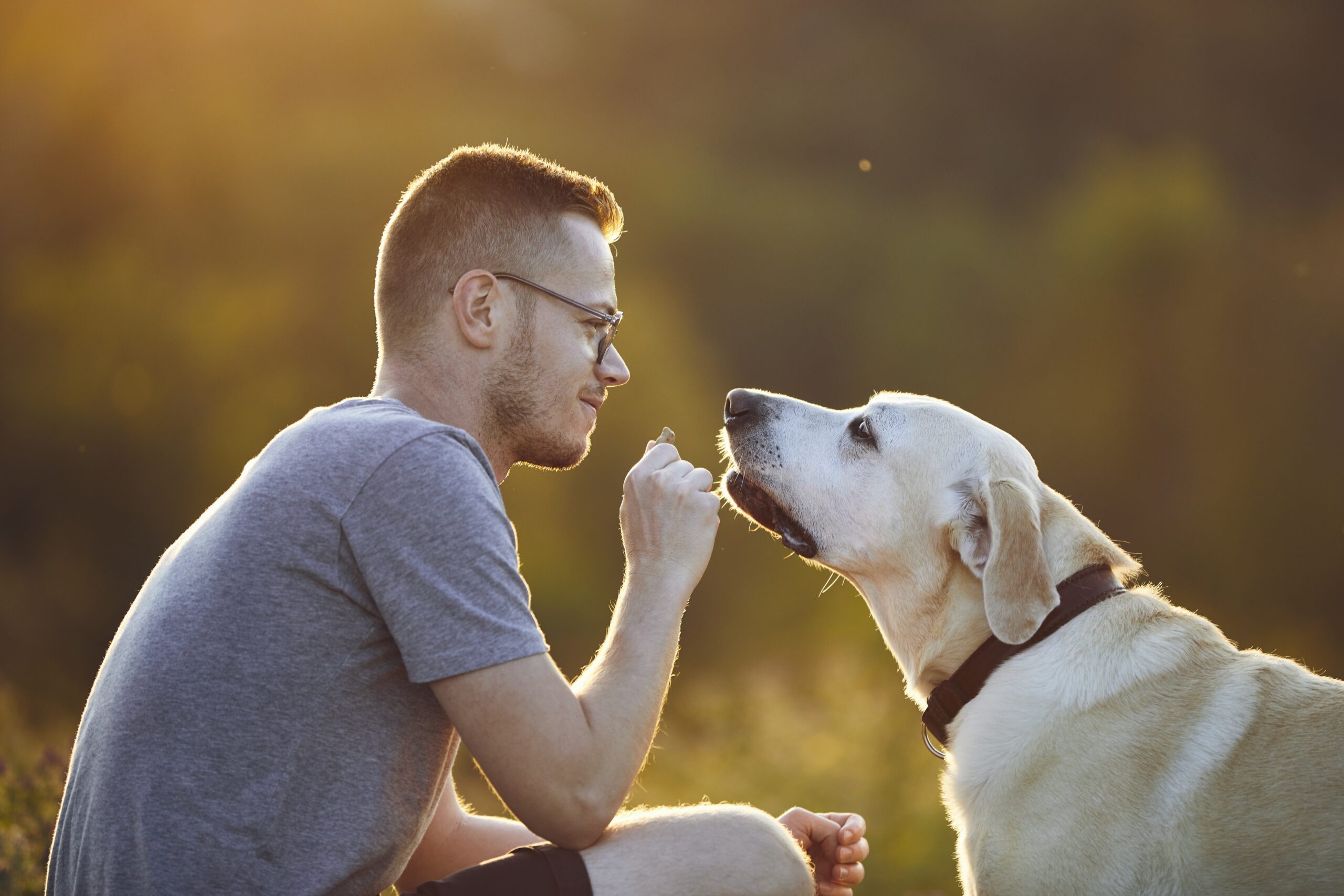 Man playing with his dog on meadow at sunset Man holding cookie for his pet labrador retriever.